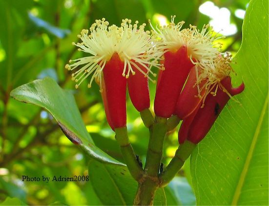 Organic Tea Production - Clove Plant